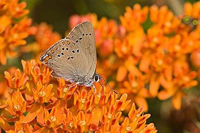 《塞尔达传说：旷野之息2》跳票后 任天堂股价下跌6%